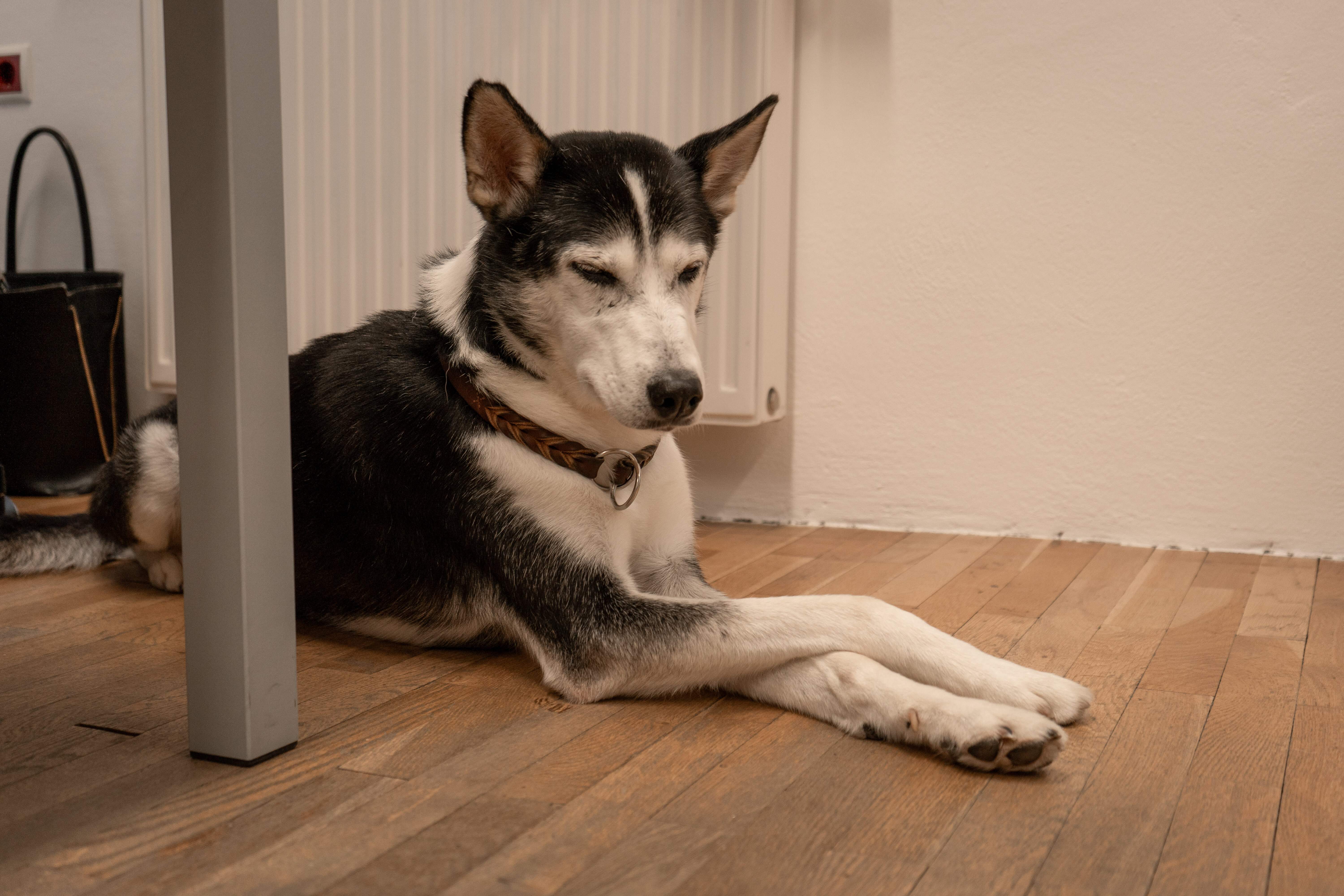 Bürohund im Office Marketingagentur LL-Marketing Online-Marketing-Experte